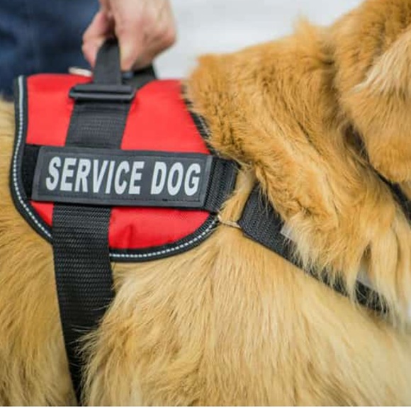 Service Dog Harness - Picture 3 of 11
